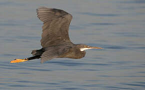 Western Reef Heron