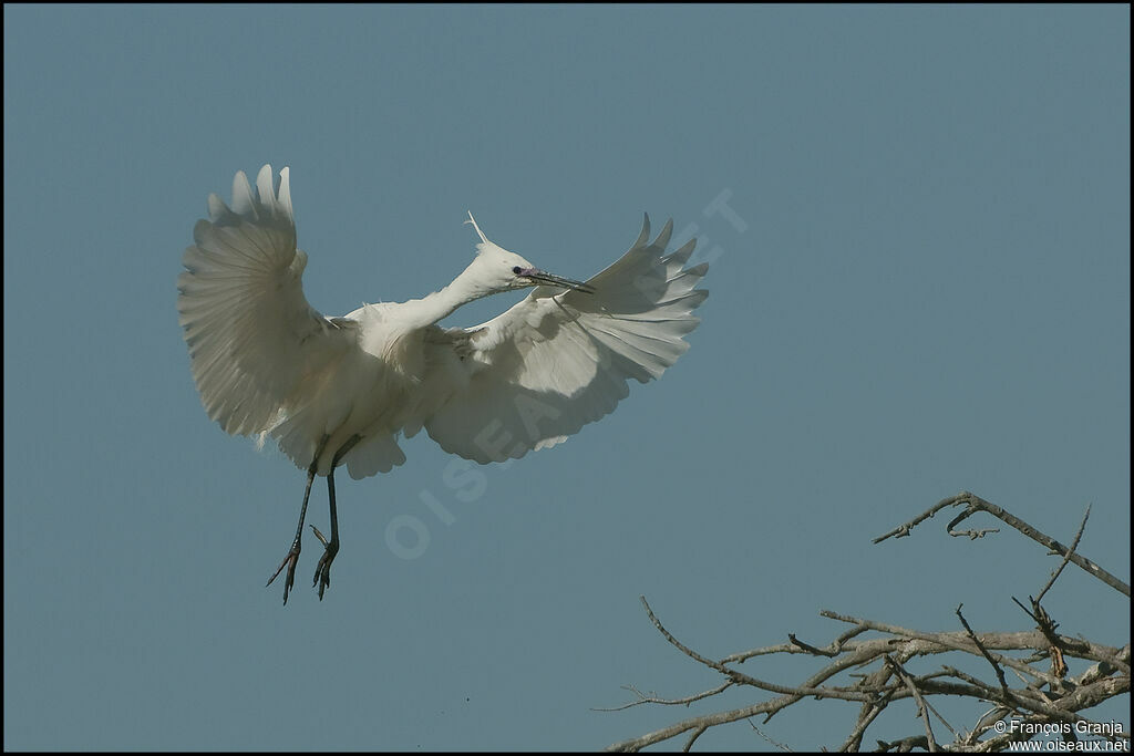 Aigrette garzetteadulte