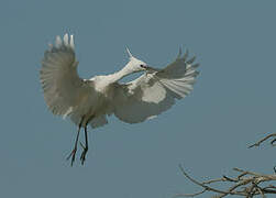 Aigrette garzette