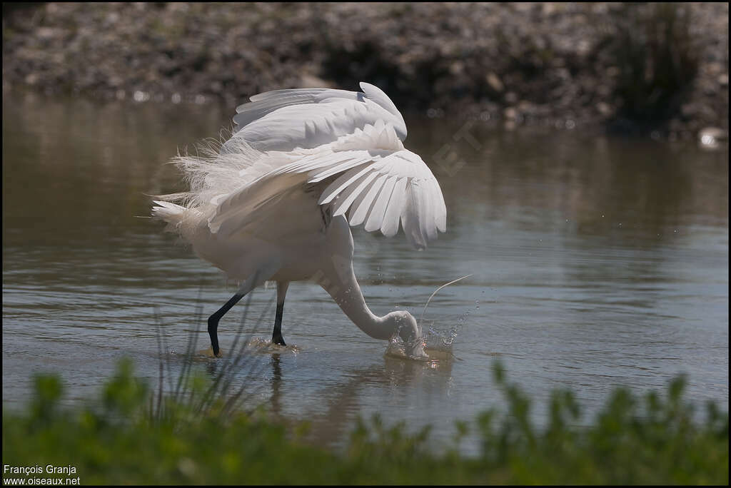 Little Egretadult, fishing/hunting