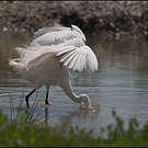 Little Egret
