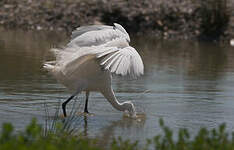 Aigrette garzette