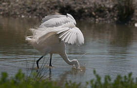 Little Egret