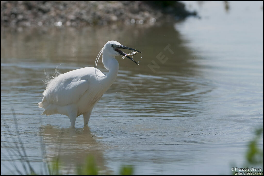 Aigrette garzetteadulte