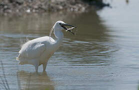 Little Egret