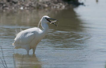 Aigrette garzette