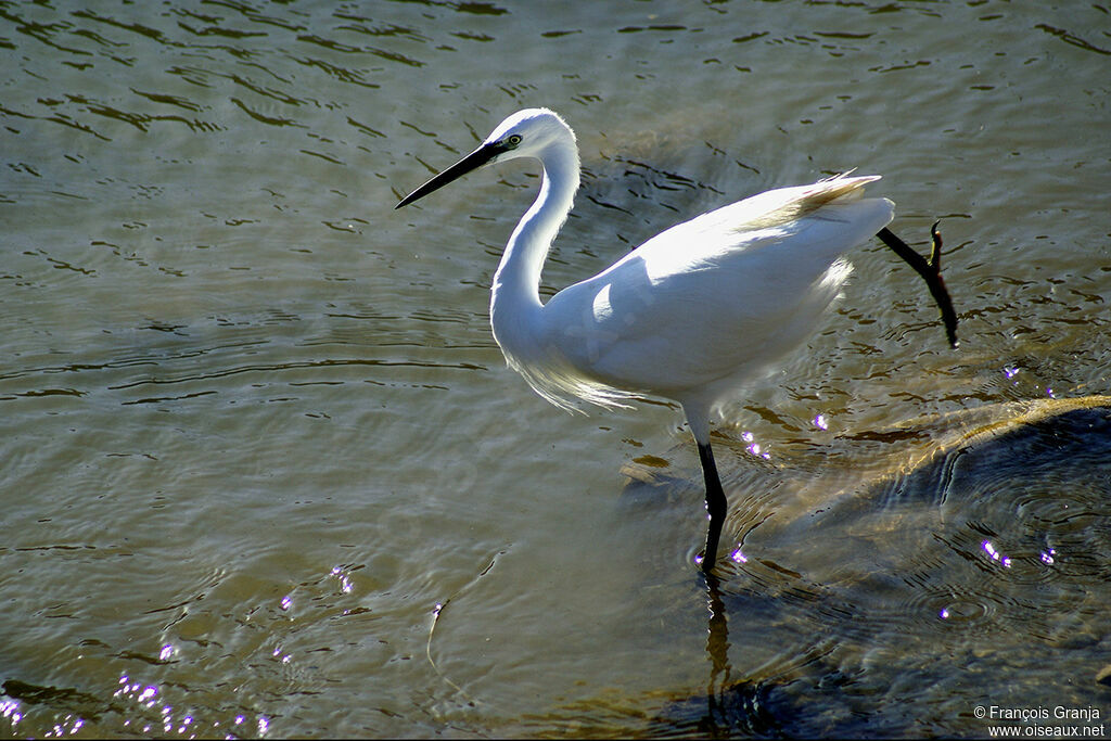 Little Egretadult