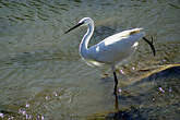 Aigrette garzette