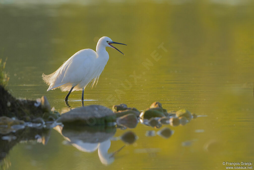 Aigrette garzette