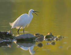 Little Egret