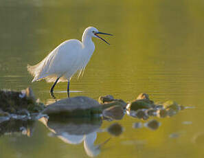 Aigrette garzette