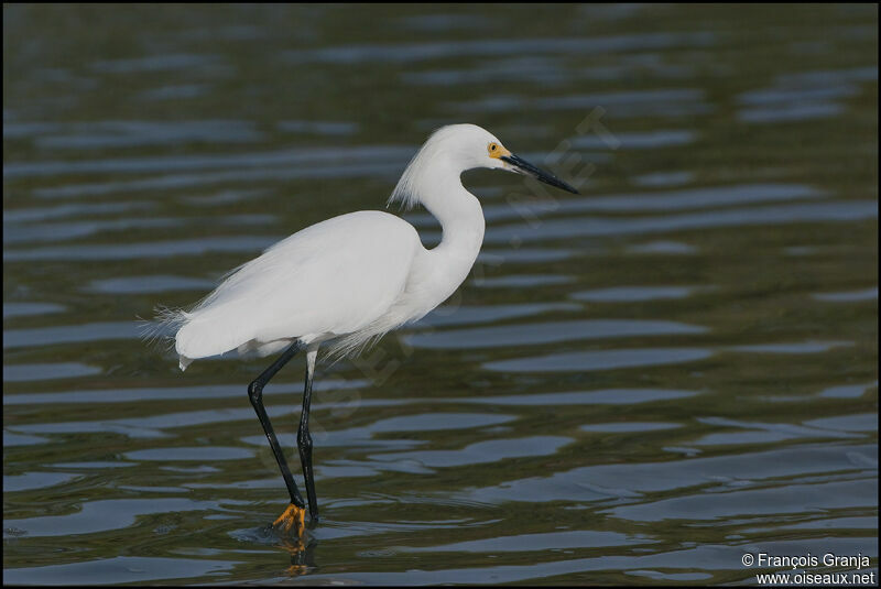 Aigrette neigeuseadulte