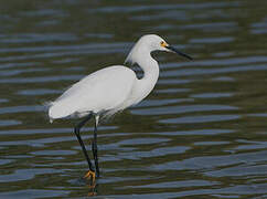 Aigrette neigeuse