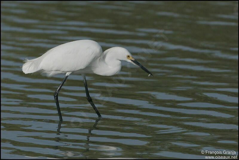 Aigrette neigeuseadulte