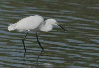 Aigrette neigeuse