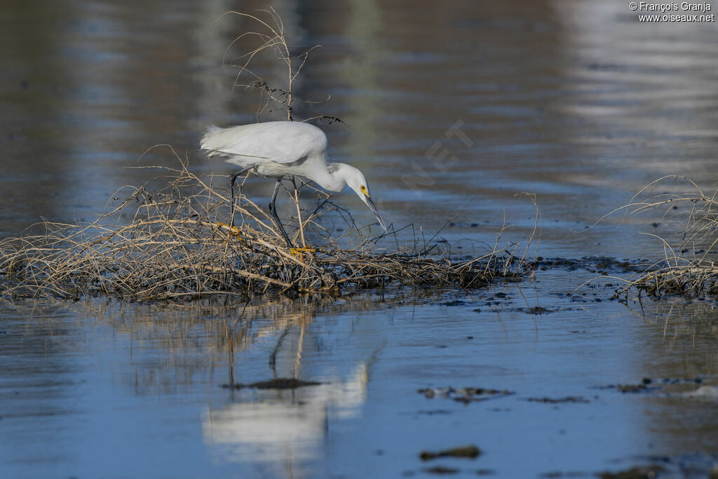 Aigrette neigeuseadulte