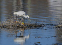 Snowy Egret