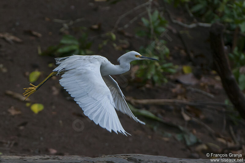 Snowy Egretadult