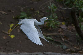 Snowy Egret