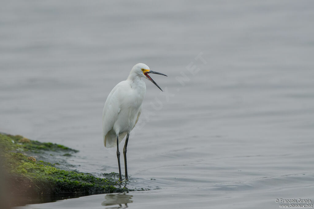 Aigrette neigeuse