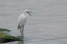 Aigrette neigeuse