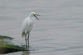 Aigrette neigeuse