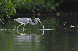 Aigrette tricolore