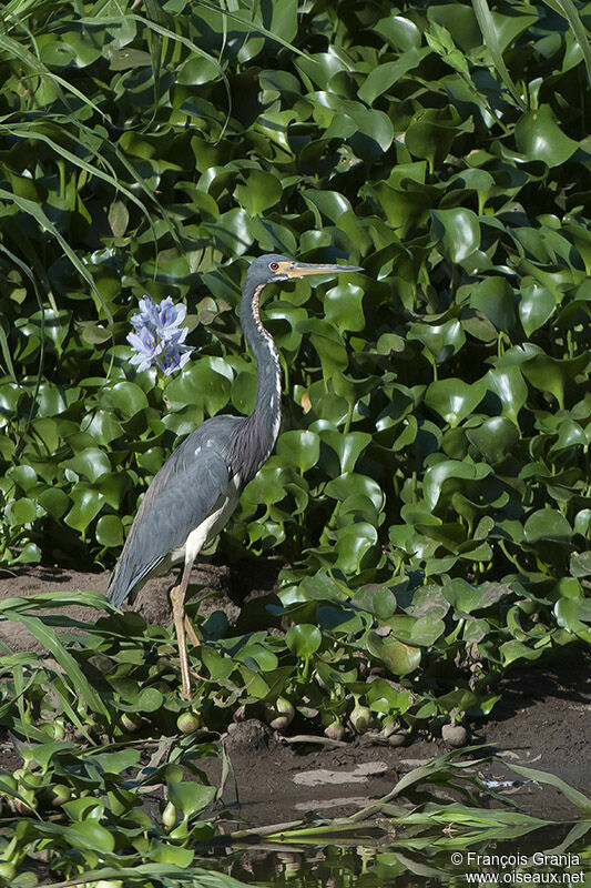 Tricolored Heronadult