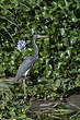 Aigrette tricolore