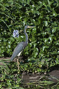 Tricolored Heron