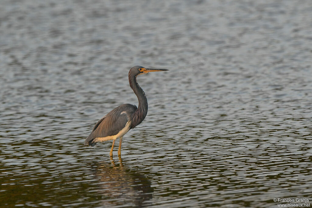 Aigrette tricolore