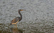 Aigrette tricolore