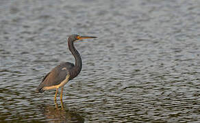 Aigrette tricolore