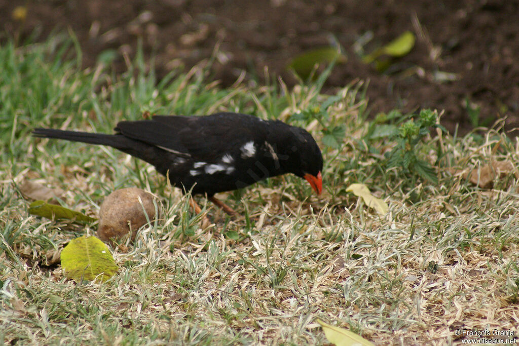 Red-billed Buffalo Weaveradult