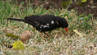 Red-billed Buffalo Weaver