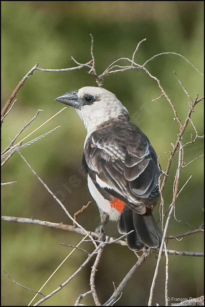 White-headed Buffalo Weaver