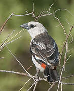 White-headed Buffalo Weaver