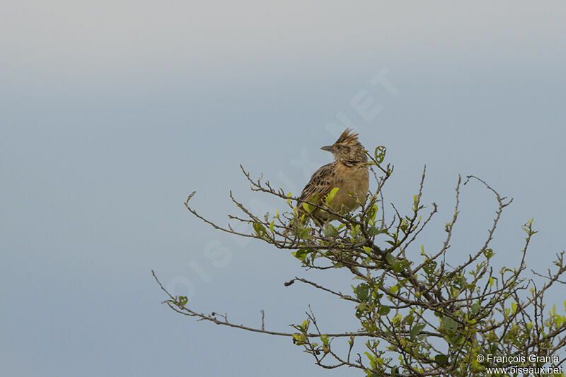 Rufous-naped Larkadult