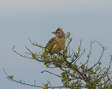 Rufous-naped Lark