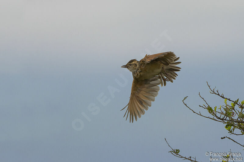 Rufous-naped Larkadult