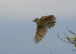 Rufous-naped Lark