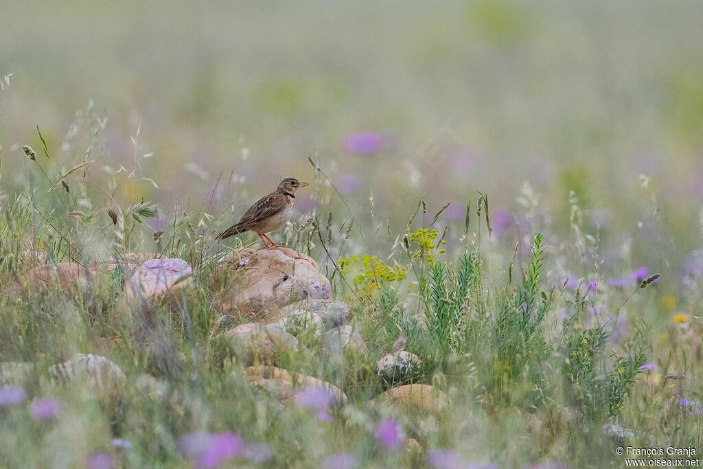 Calandra Lark