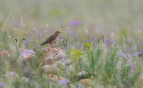 Calandra Lark