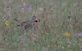 Calandra Lark