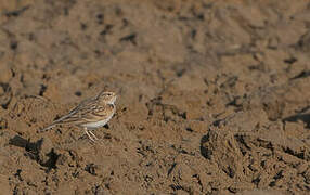 Greater Short-toed Lark