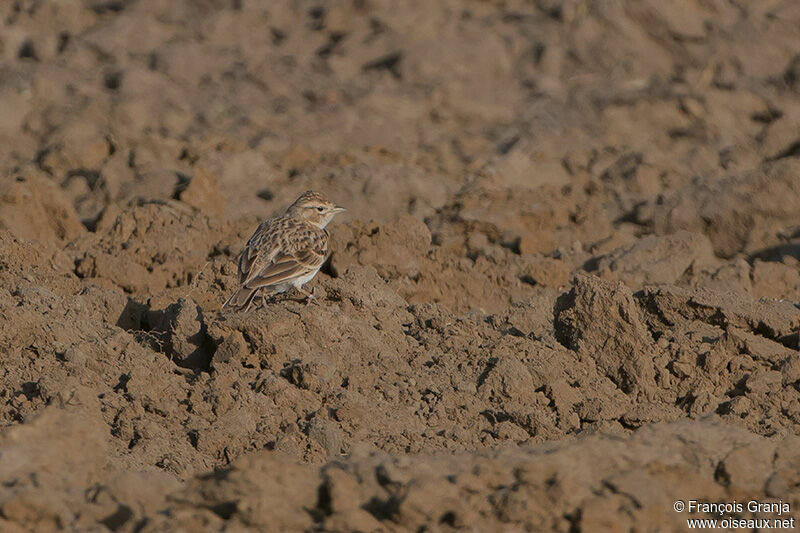 Greater Short-toed Larkadult