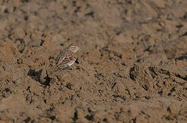 Greater Short-toed Lark