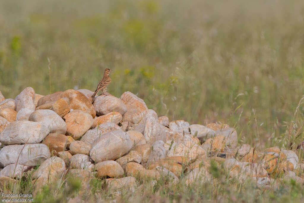 Greater Short-toed Larkadult, habitat