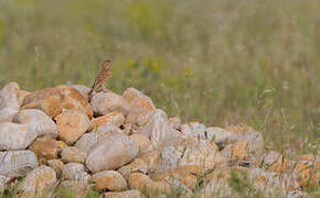 Greater Short-toed Lark