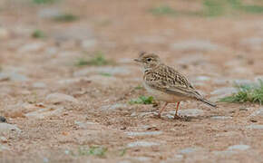 Greater Short-toed Lark